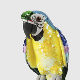 Azure Yellow Belly Parrot - 42cm